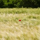 Blüte eines Sommers