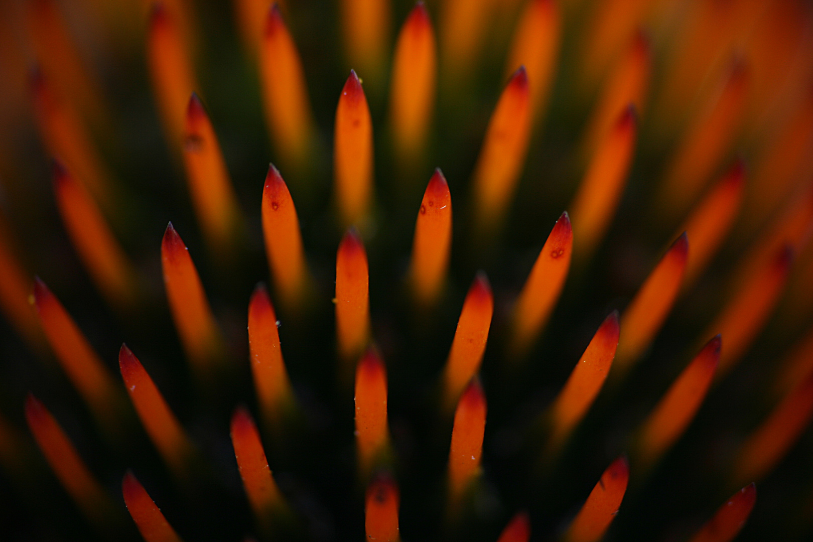 Blüte eines Sonnenhut (2) (Echinacea)