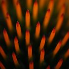 Blüte eines Sonnenhut (2) (Echinacea)