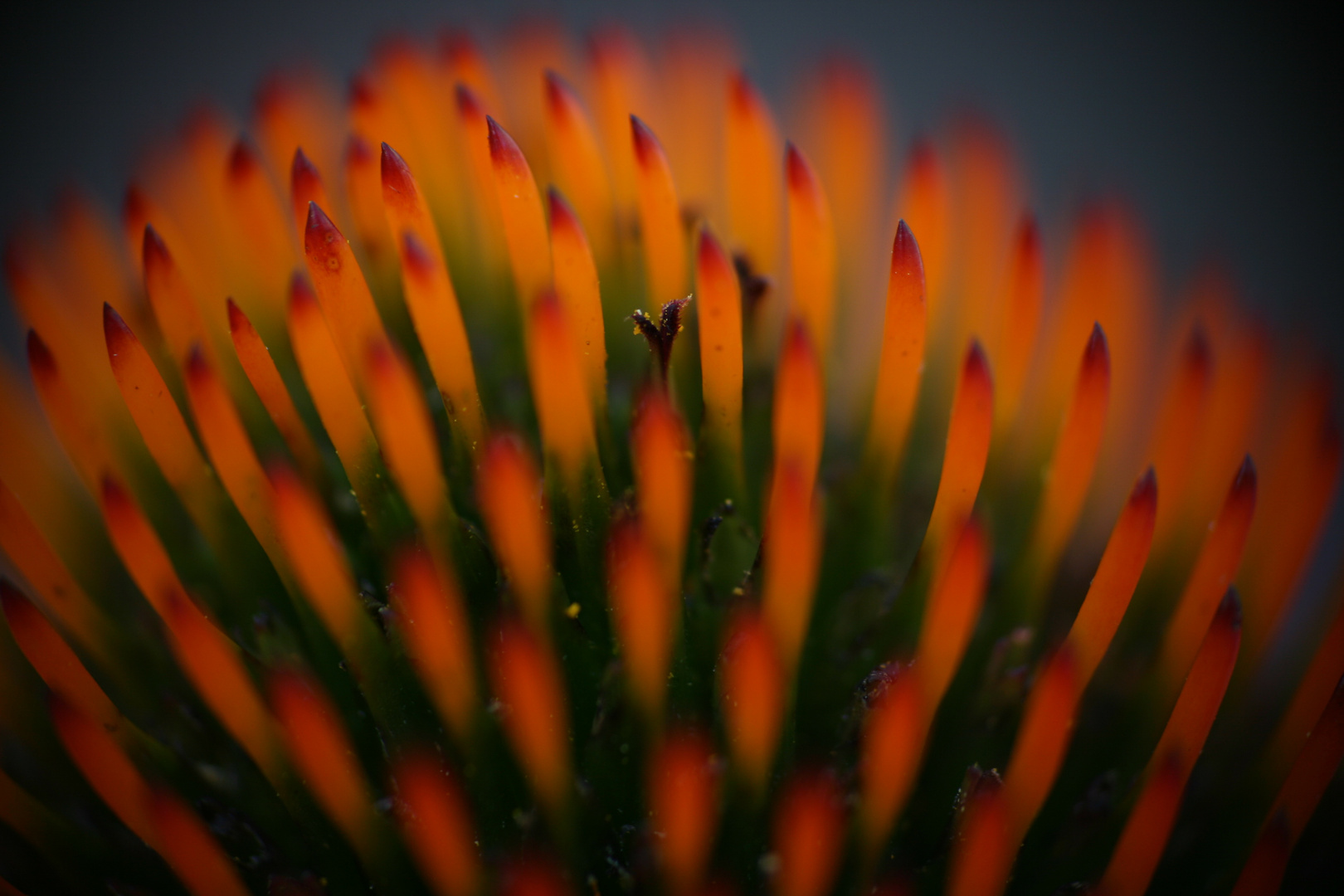 Blüte eines Sonnenhut (Echinacea) (3)