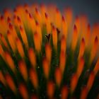 Blüte eines Sonnenhut (Echinacea) (3)
