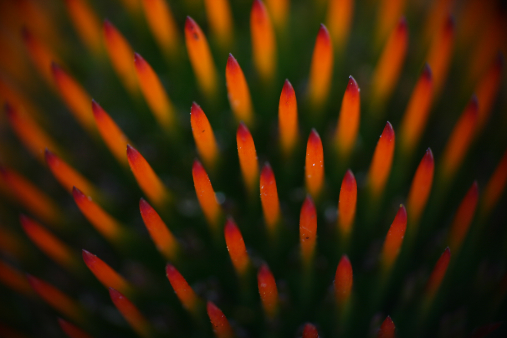 Blüte eines Sonnenhut (Echinacea) (4)