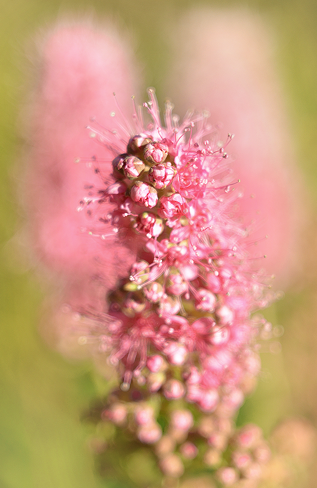 Blüte eines Spireastrauches