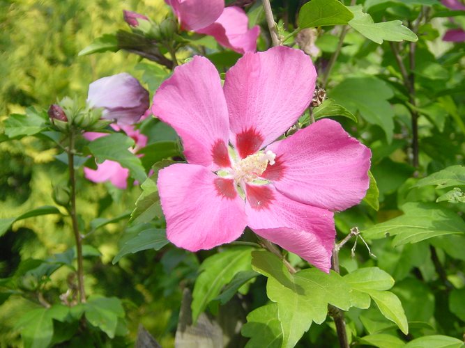 Blüte eines Strauches in unserem Garten