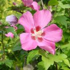 Blüte eines Strauches in unserem Garten