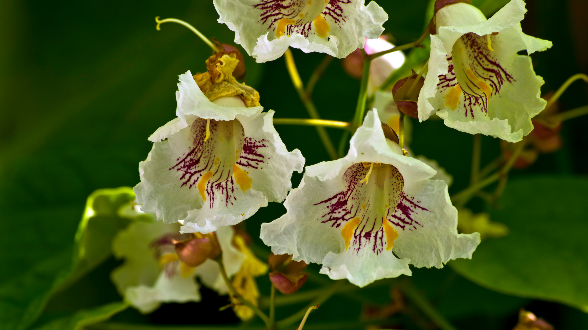 Blüte eines Trompetenbaumes