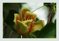 Blüte eines Tulpenbaumes