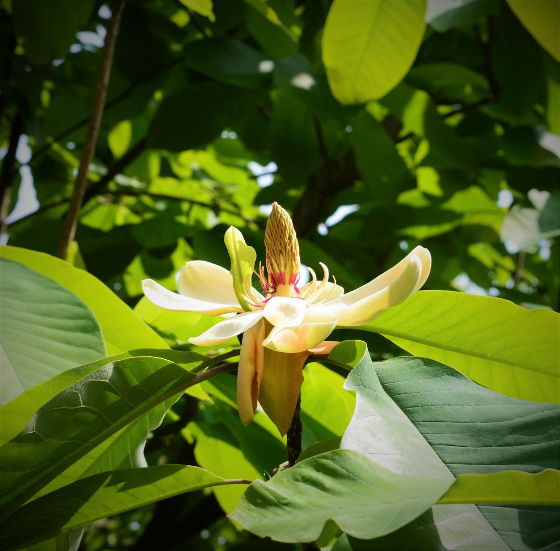 Blüte eines Tulpenbaumes