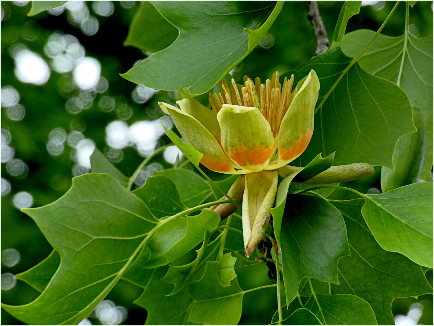 Blüte eines Tulpenbaums