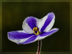 Blüte eines Usambaraveilchens