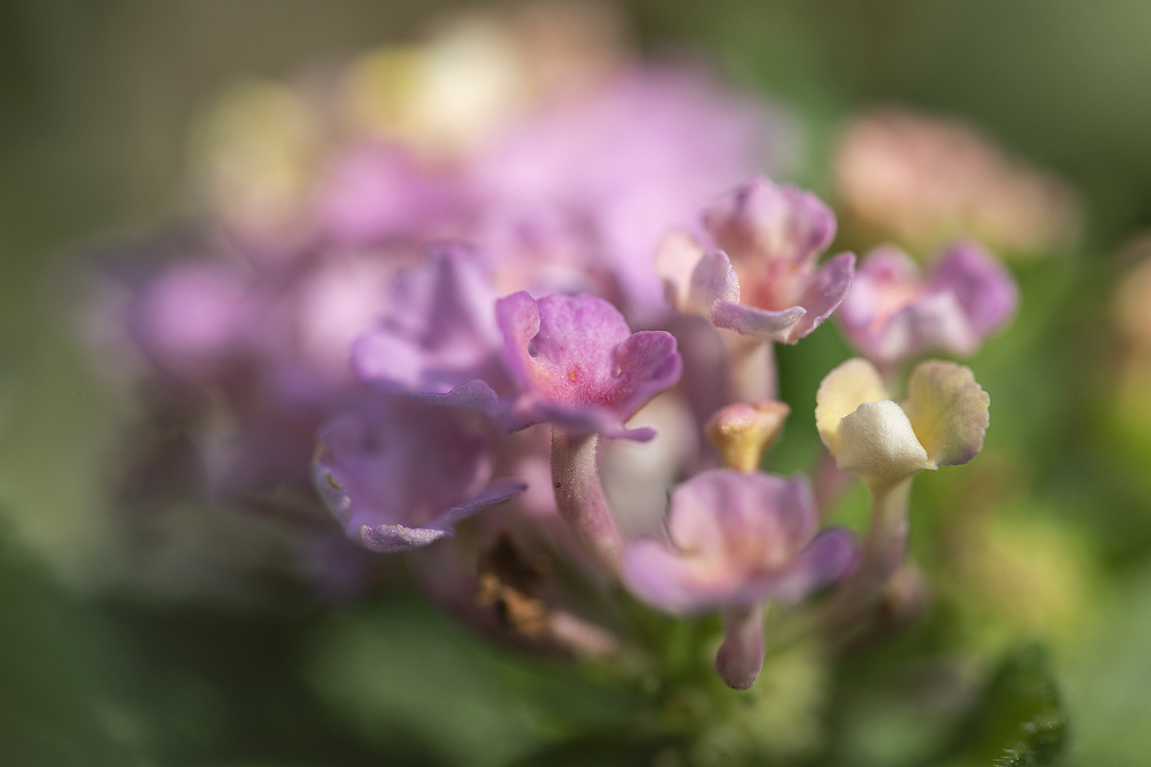 Blüte eines Wandelröschens