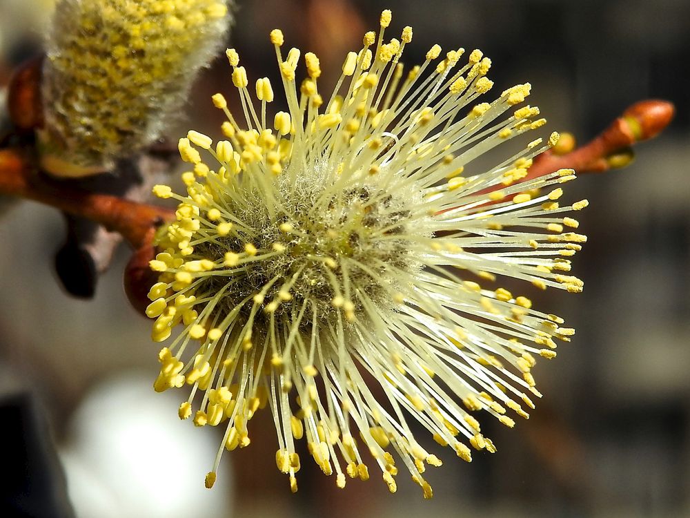 Blüte eines Weidenkätzchen