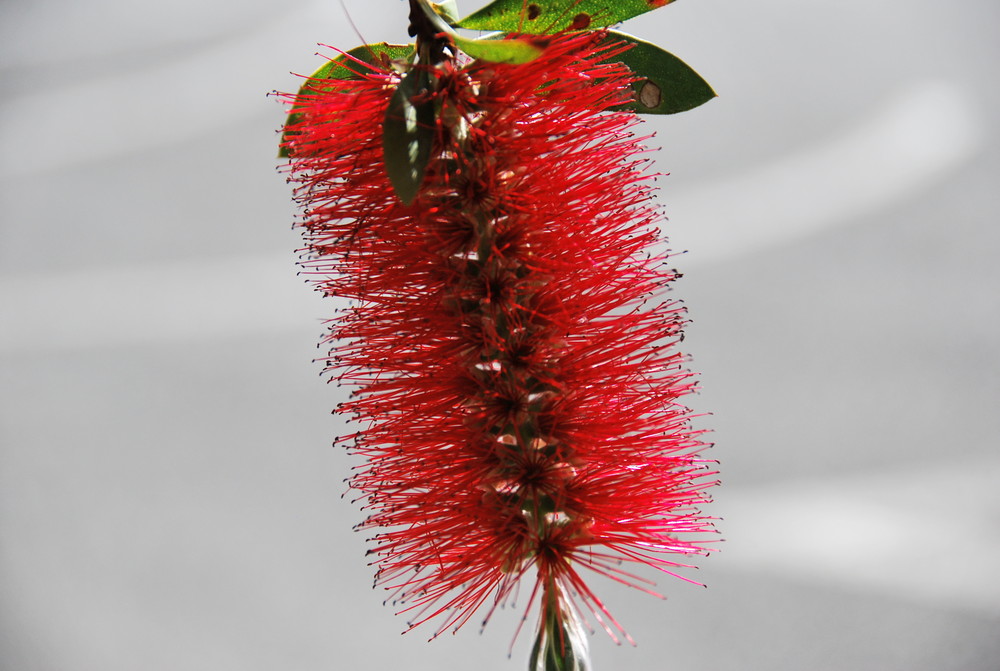 Blüte eines Weihnachtsbaumes in Neuseeland