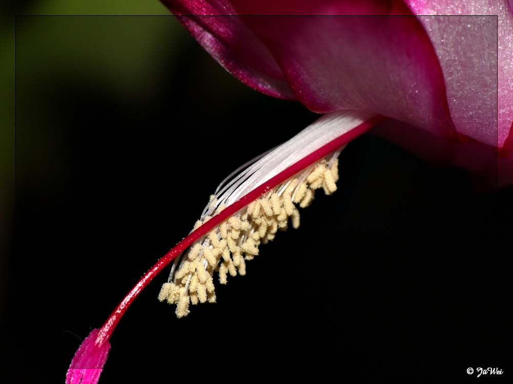 Blüte eines Weihnachtskaktus