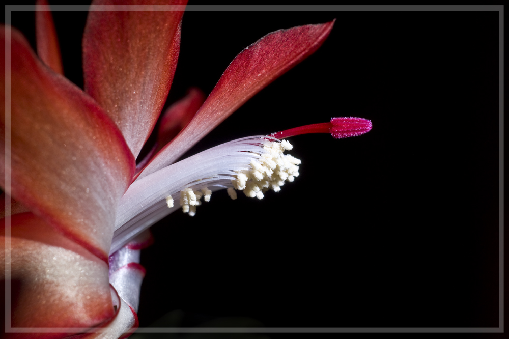 Blüte eines Weihnachtskaktus