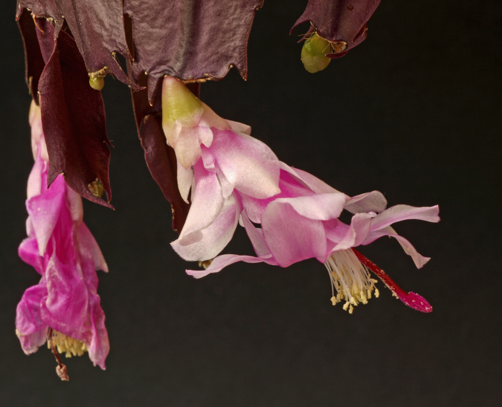 Blüte eines Weihnachtskaktus