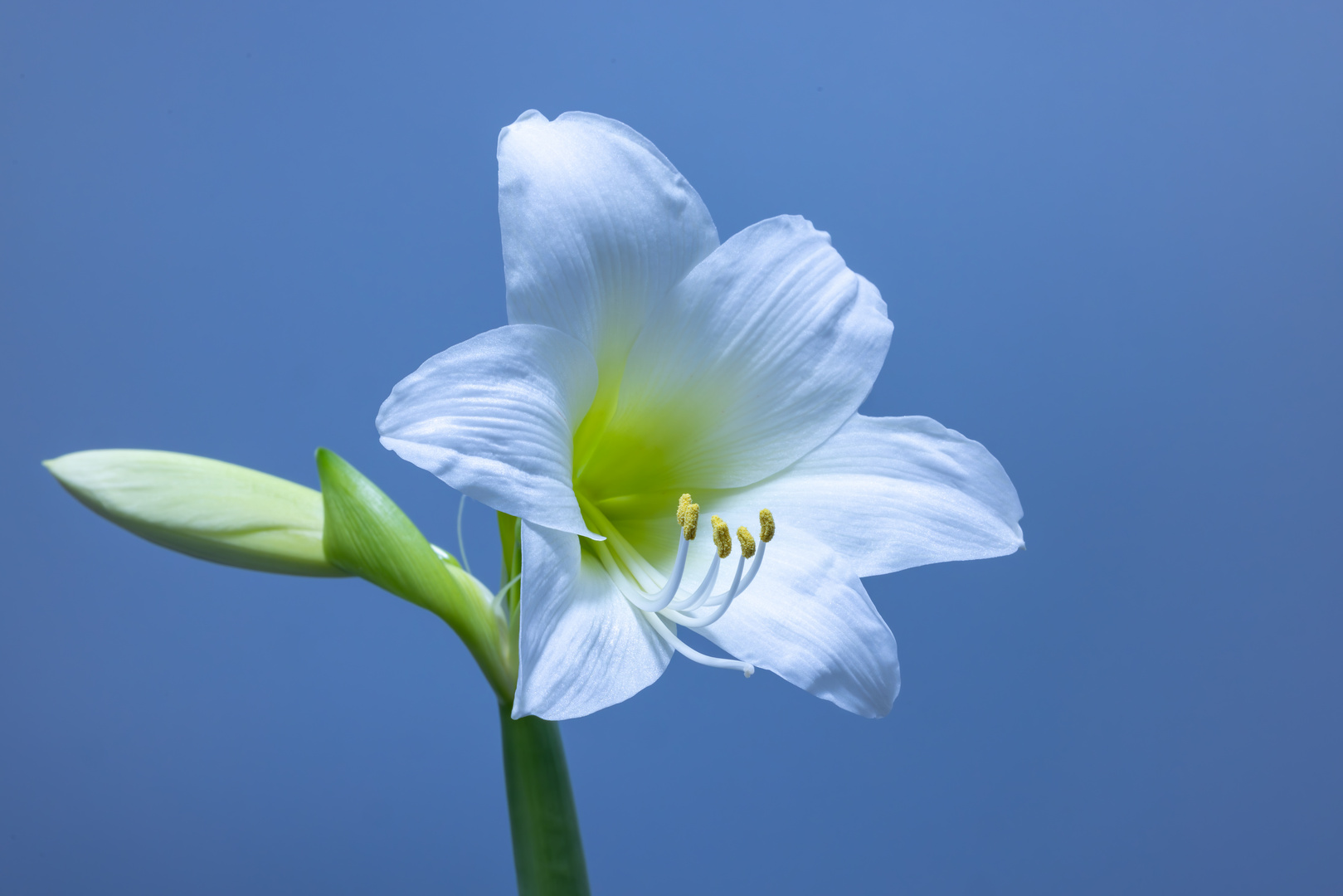 Blüte eines weißen Rittersterns