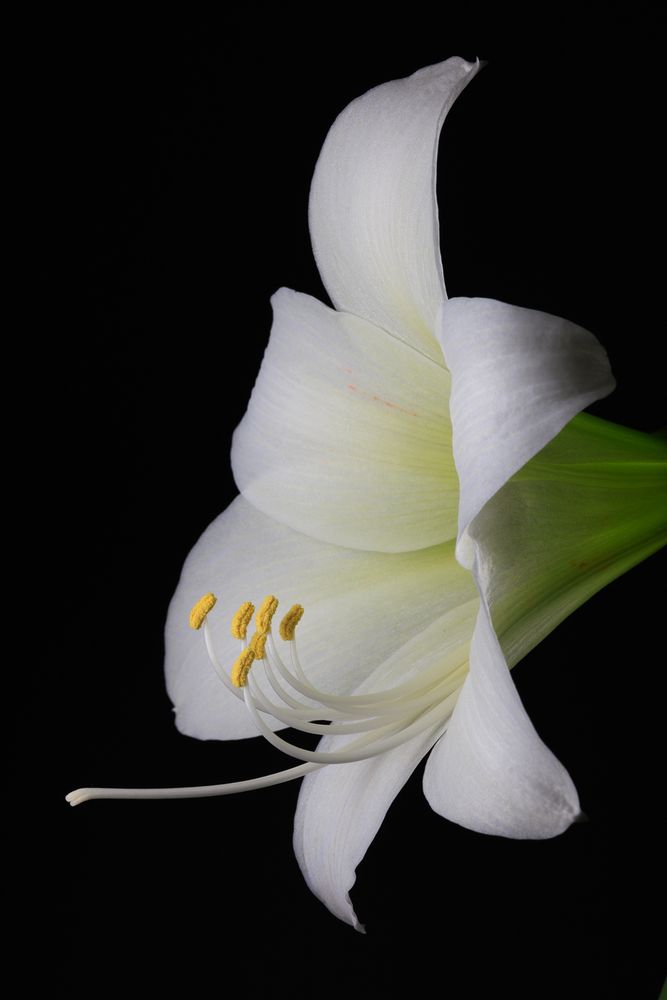 Blüte eines weißen Rittersterns