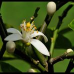 - Blüte eines Zitronenbaumes -