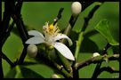 - Blüte eines Zitronenbaumes - von Wolfgang Zerbst - Naturfoto