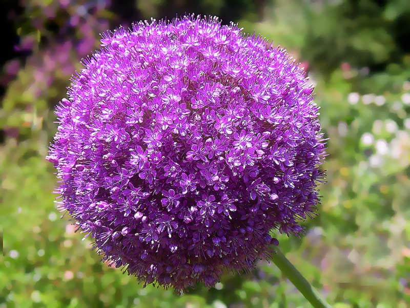 Blüte eines Zwiebelgewächses