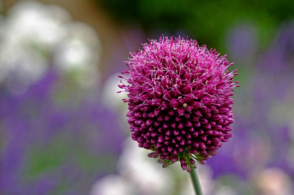 Blüte eines Zwiebelgewächses