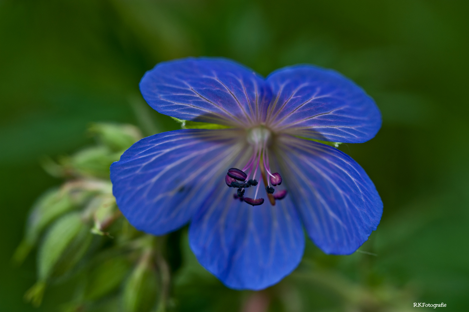 .............Blüte, einfach.