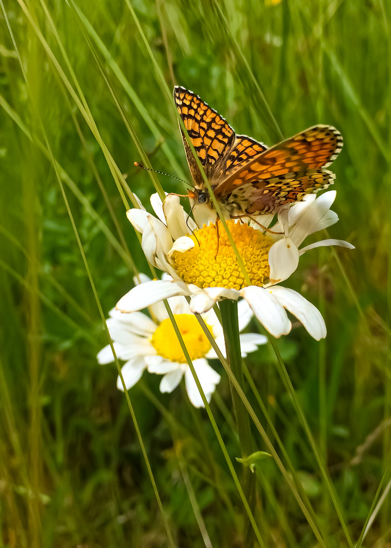 Blüte empfängt zarten Besuch