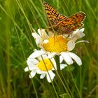 Blüte empfängt zarten Besuch