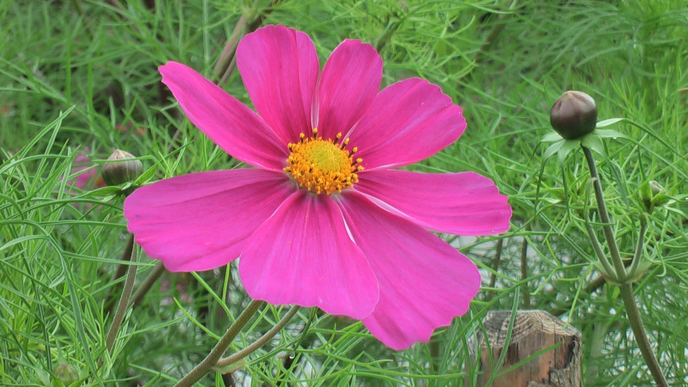 Blüte en detail