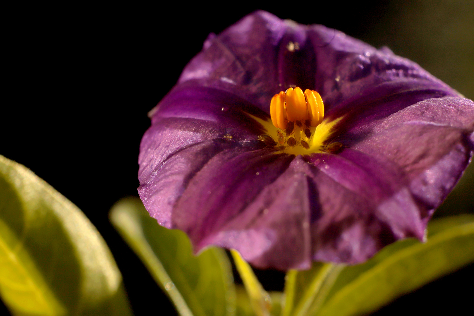 Blüte Enzianstrauch