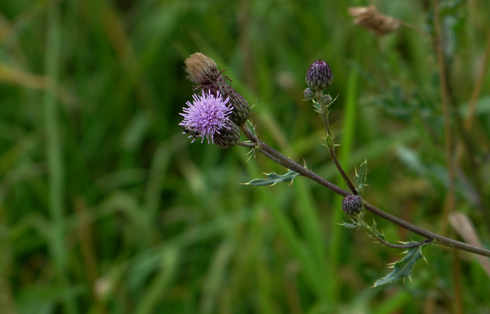 Blüte