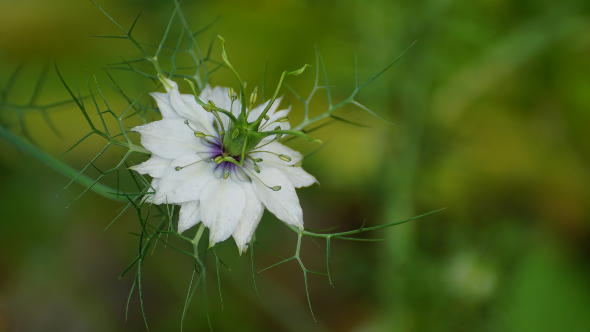 Blüte