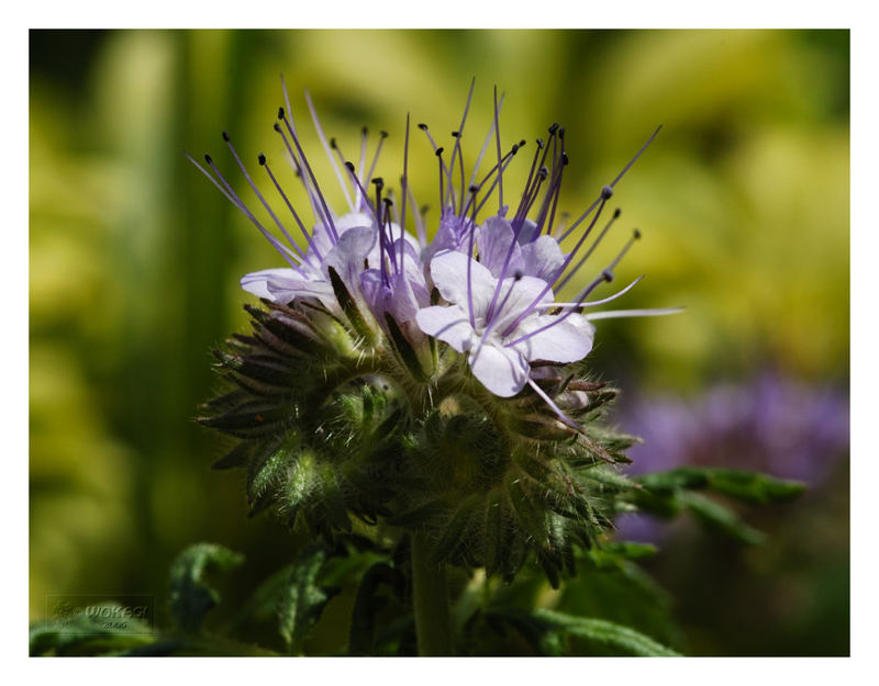 Blüte fc091