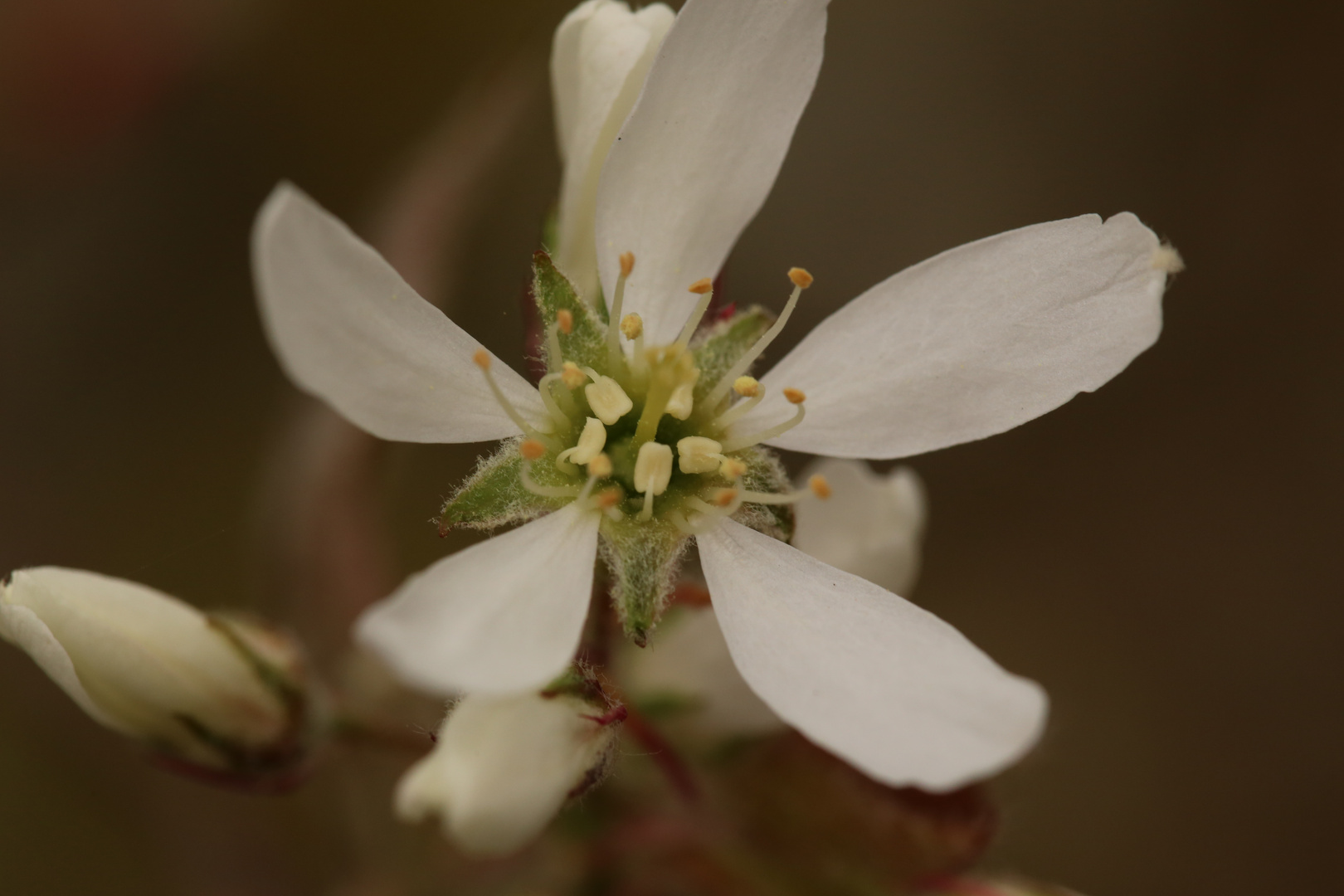 Blüte