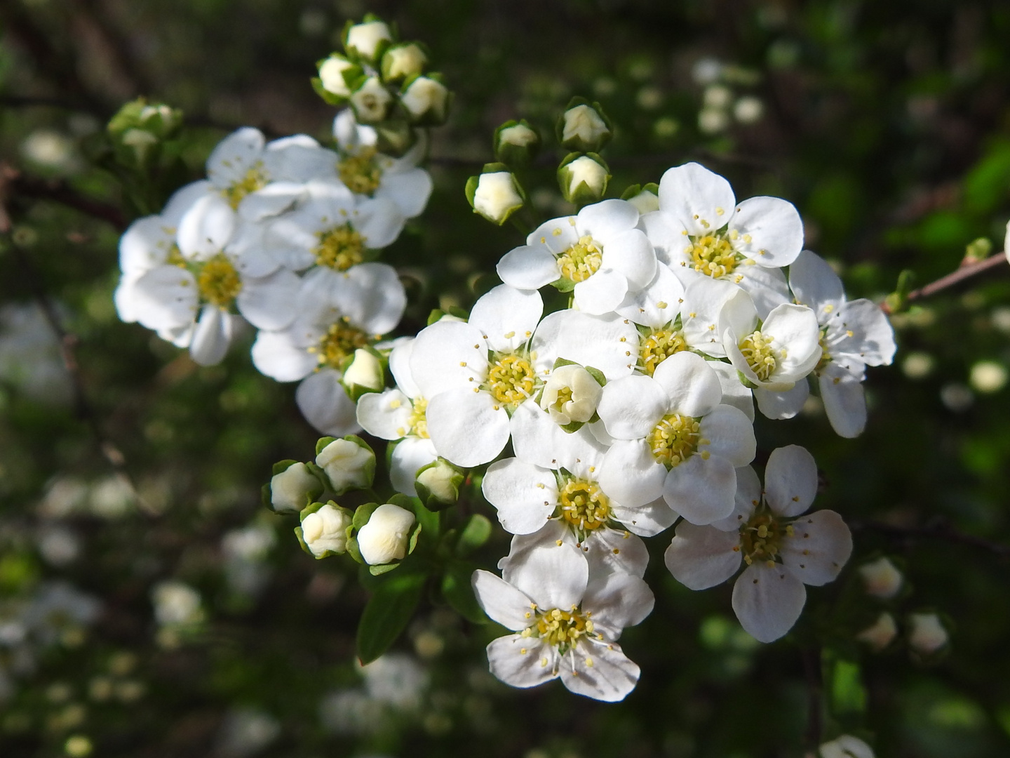 Blüte Felsenbirne