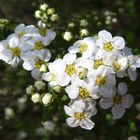 Blüte Felsenbirne