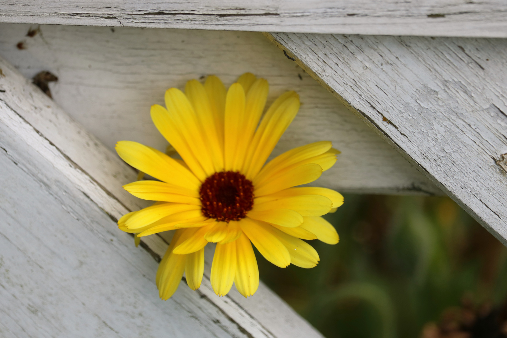 Blüte findet ihren Weg