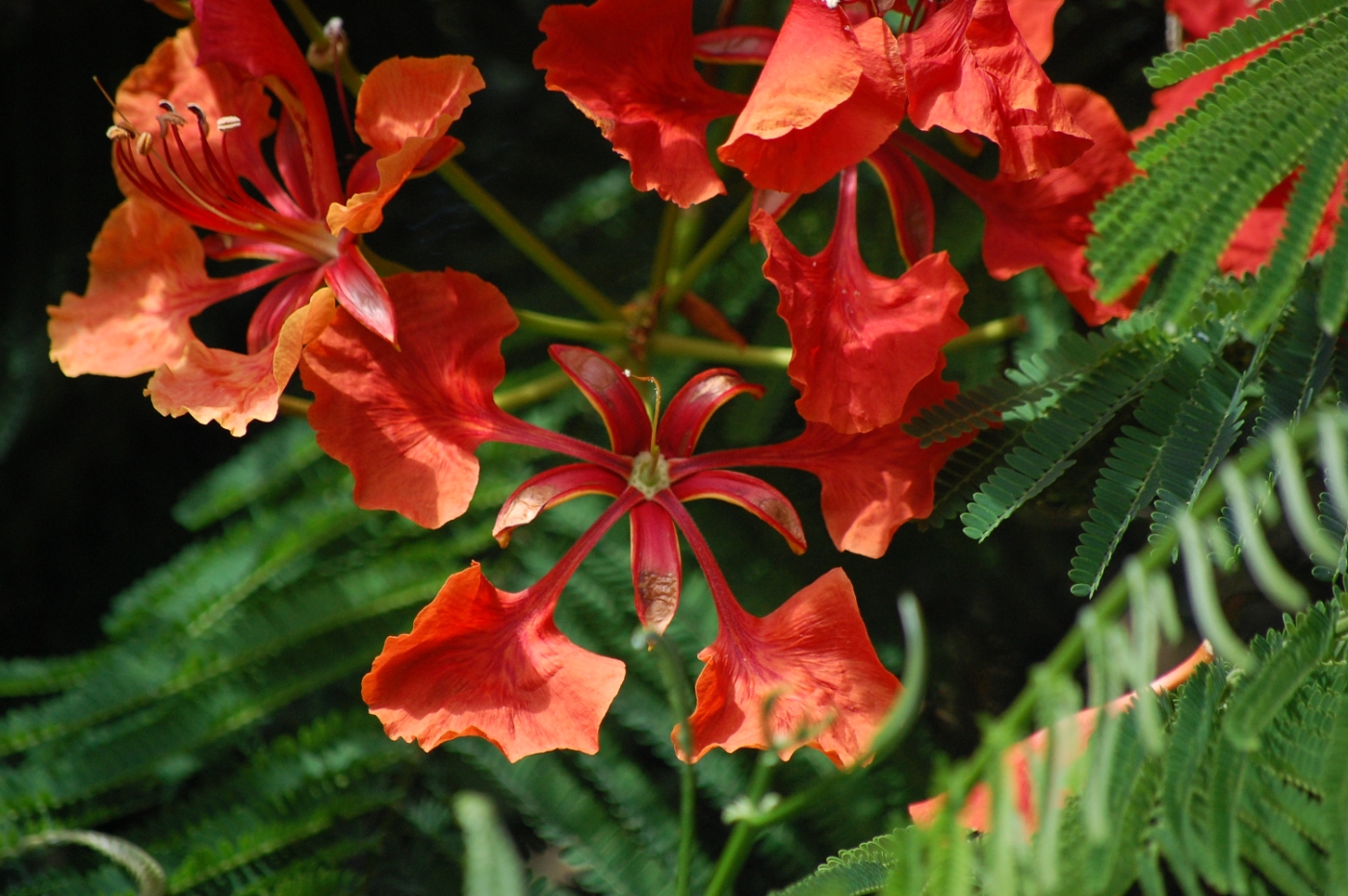 Blüte Flammenbaum (Flamboyant) - Delonix regia