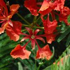 Blüte Flammenbaum (Flamboyant) - Delonix regia