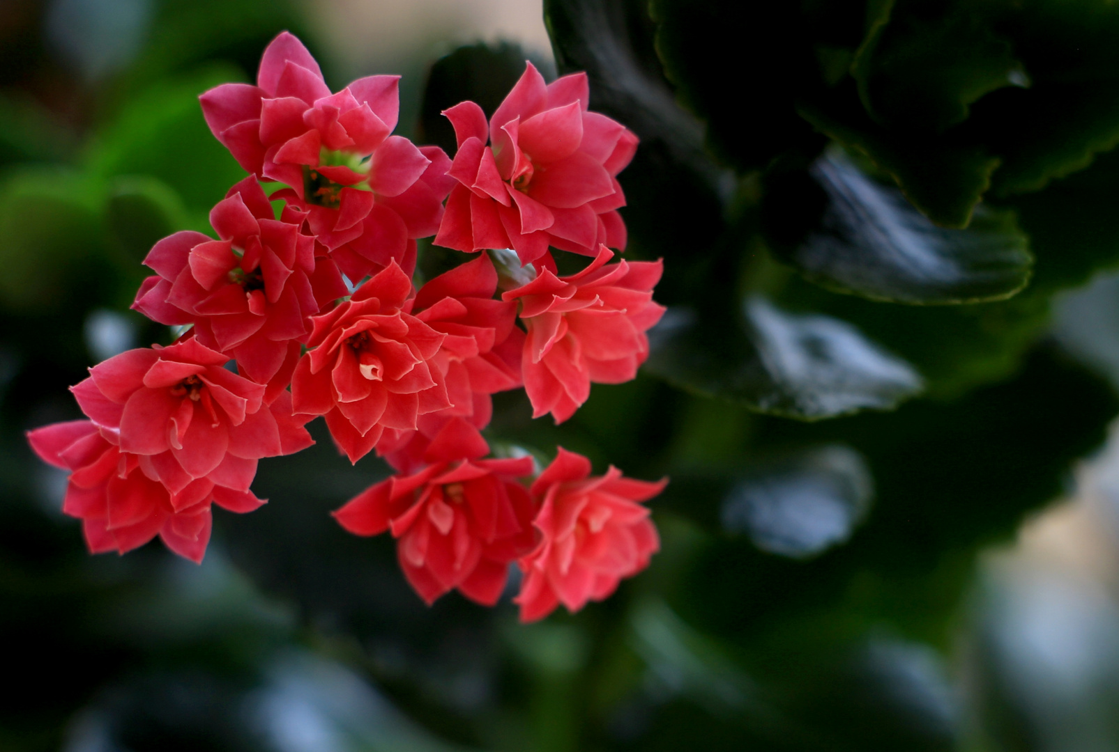 Blüte Flammendes Käthchen 