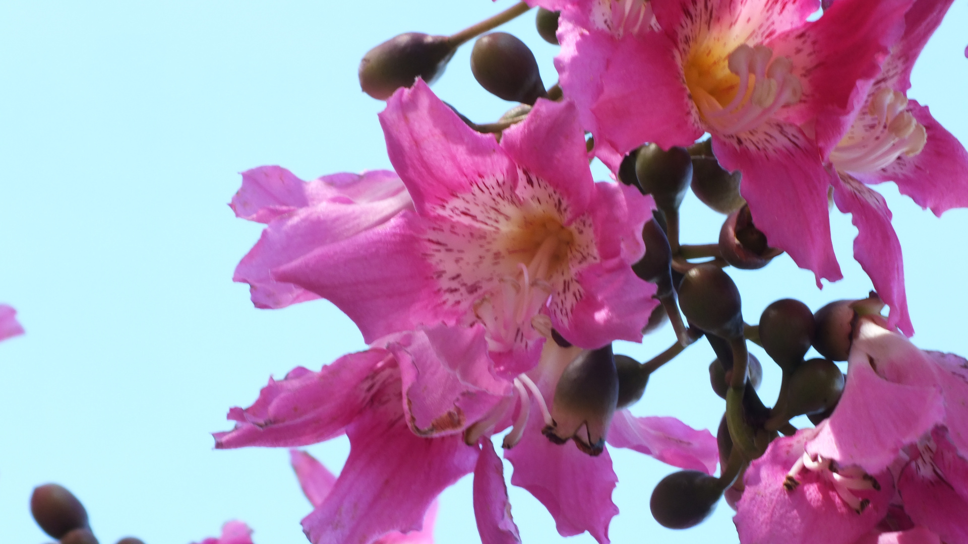 Blüte Florettseidenbaum