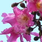 Blüte Florettseidenbaum
