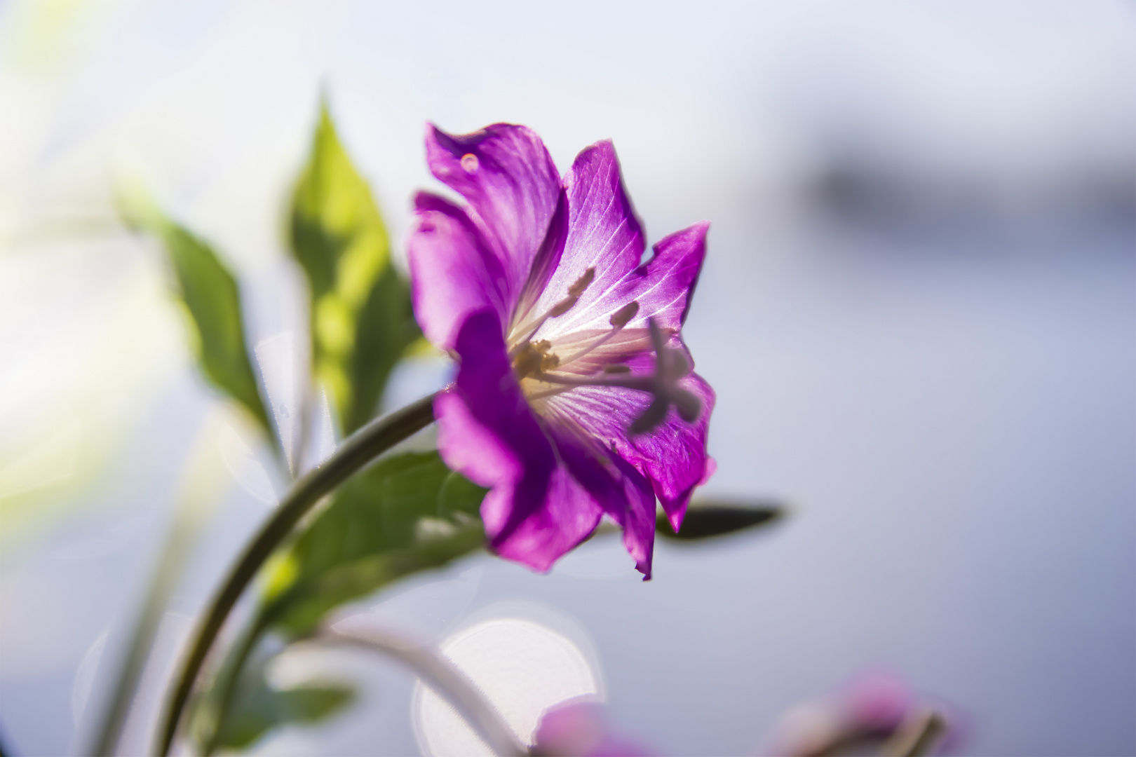 Blüte Flower