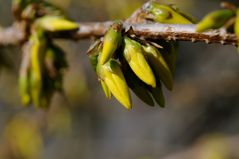 Blüte Forsythie