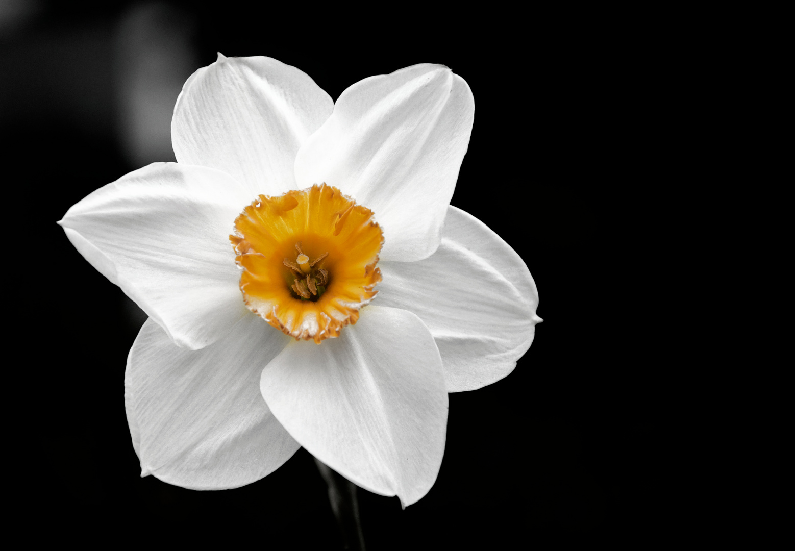 Blüte freigestellt