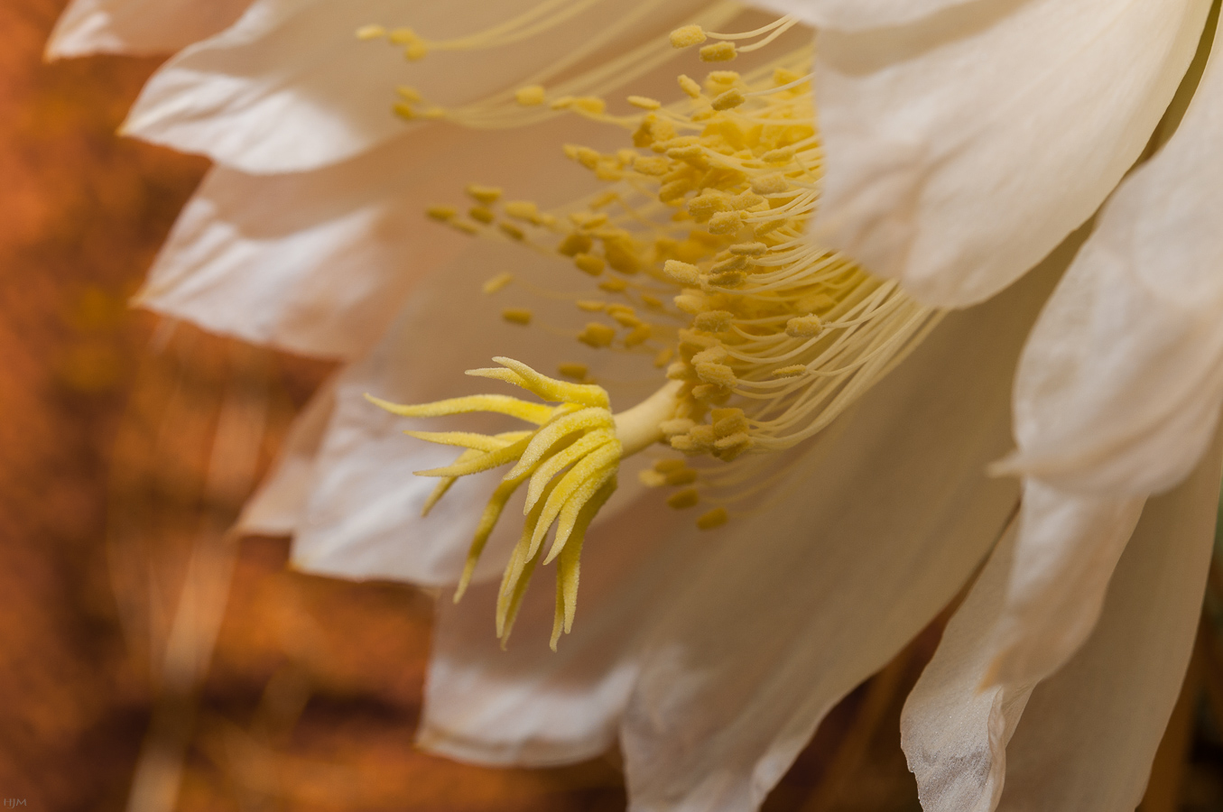 Blüte für eine Nacht