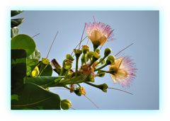 Blüte für eine Nacht