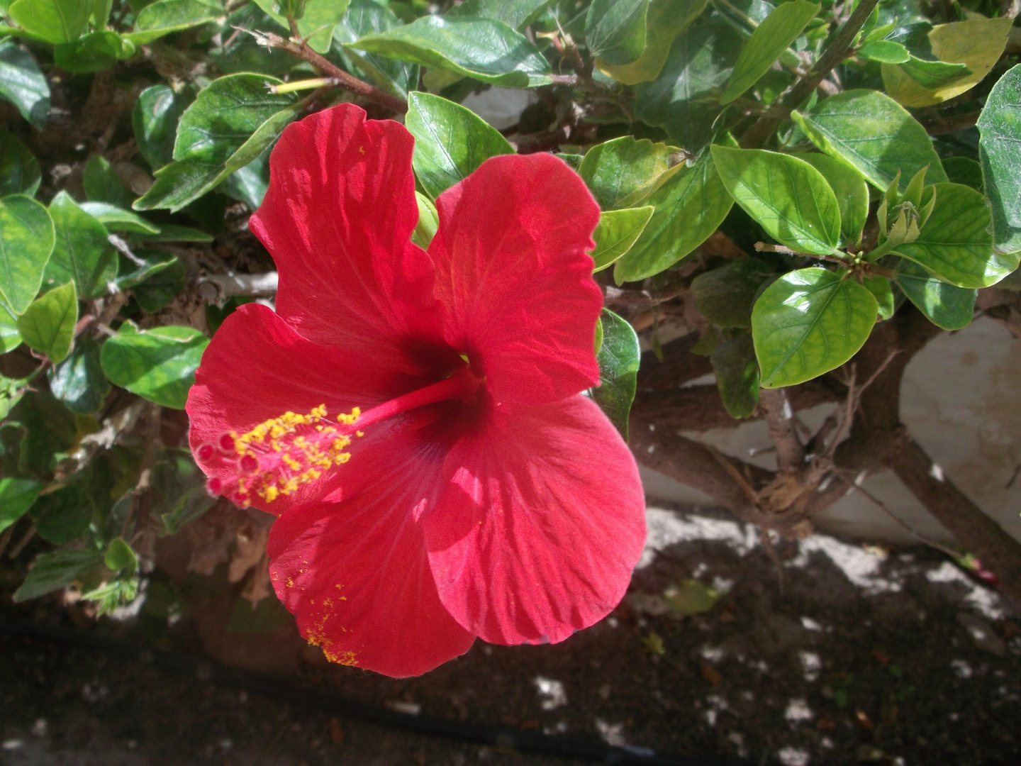 Blüte Fuerteventura