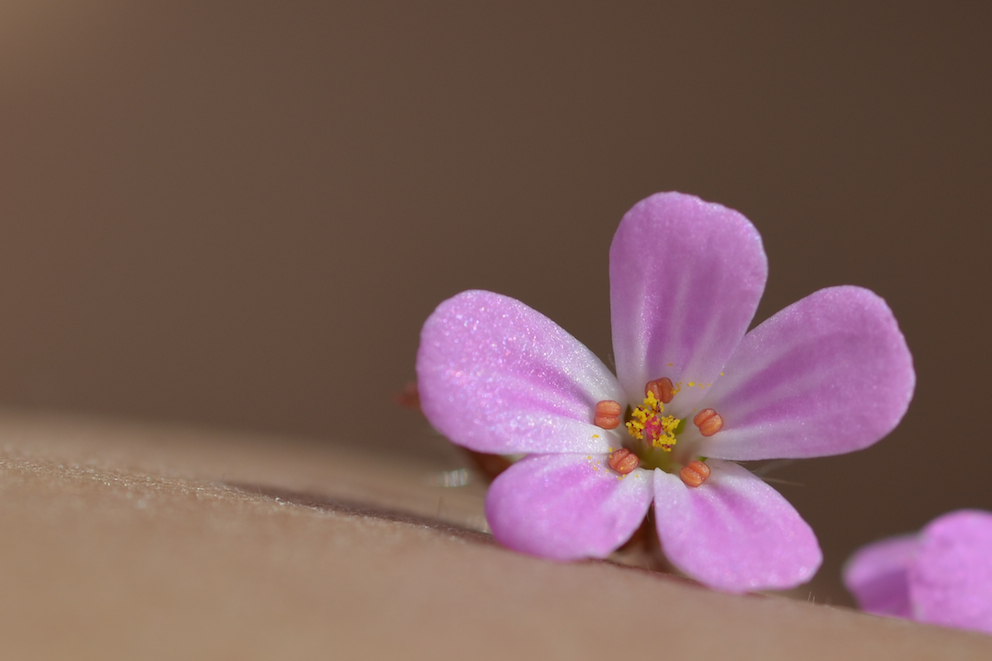 Blüte ganz nah